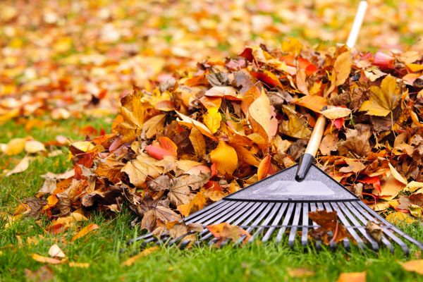 Cost of Leaves Removal in Bradenton