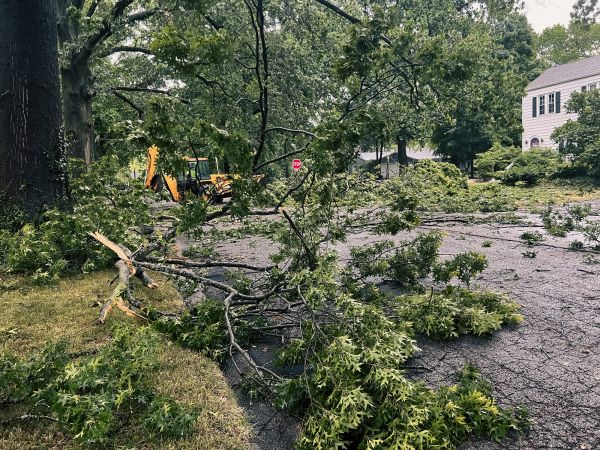 Cost of Tree Branch Disposal in Bradenton