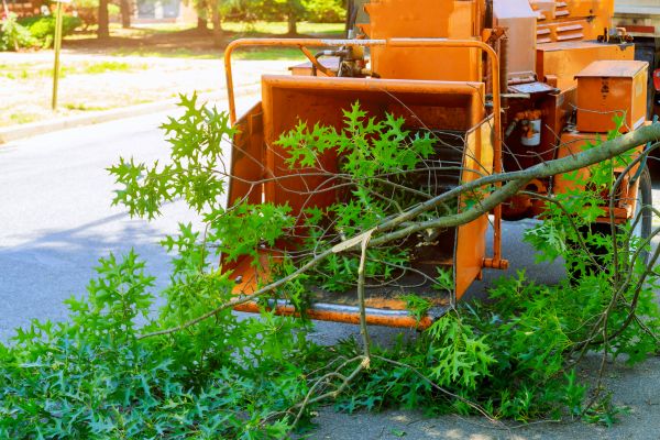 Cost of Tree Branches Removal in Bradenton