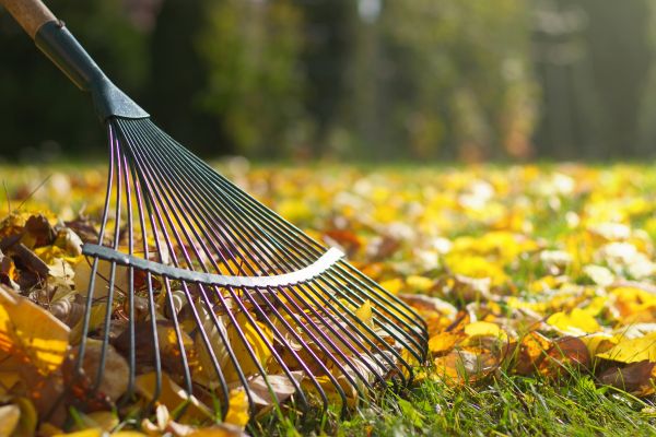 Cost of Lawn Raking Service in Bradenton