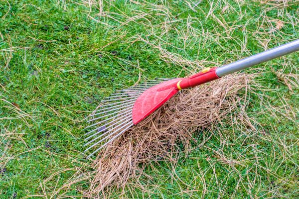 Cost of Yard Raking in Bradenton