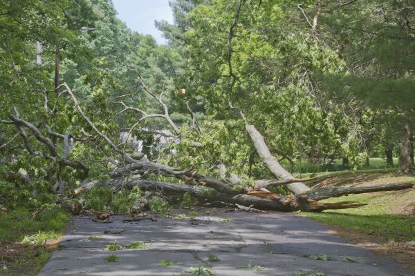 Cost of Tree Debris Removal in Bradenton